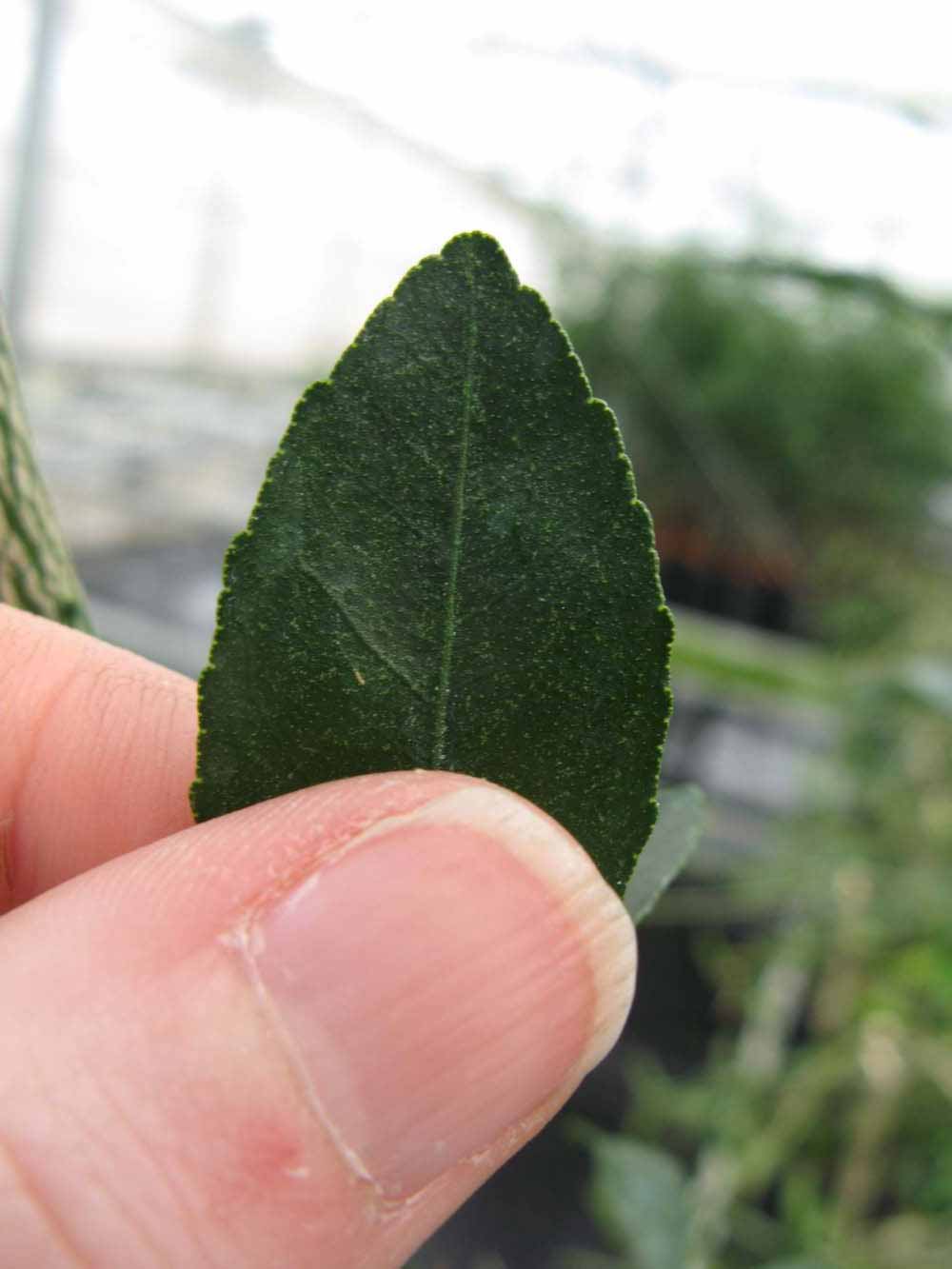              Margin (Phillip Rucks Citrus Nursery, Frostproof, FL)       